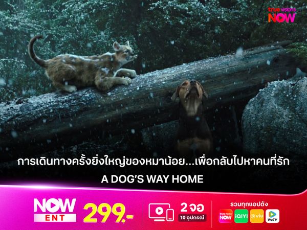 รีวิวหนัง A Dog’s Way Home การเดินทางครั้งยิ่งใหญ่ของหมาน้อย…เพื่อกลับไปหาคนที่รักที่สุด