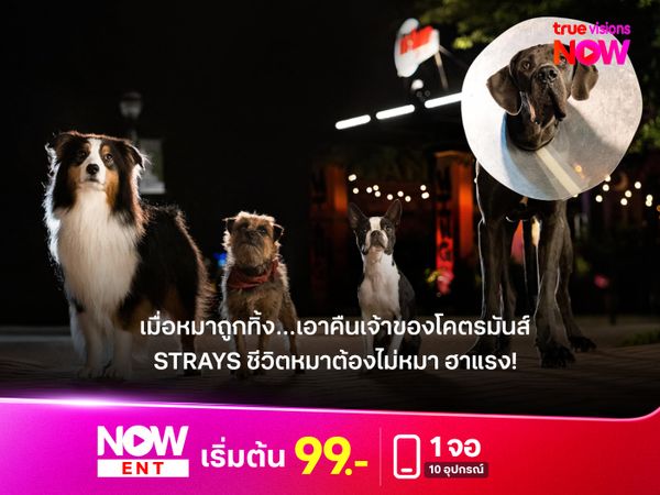 ฮาแรงไม่เกรงใจใคร รีวิวหนัง  "Strays" ชีวิตหมาต้องไม่หมา เมื่อหมาถูกทิ้ง…เอาคืนเจ้าของสุดมันส์