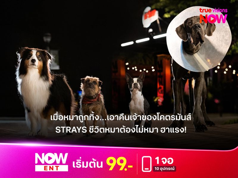 ฮาแรงไม่เกรงใจใคร รีวิวหนัง  "Strays" ชีวิตหมาต้องไม่หมา เมื่อหมาถูกทิ้ง…เอาคืนเจ้าของสุดมันส์
