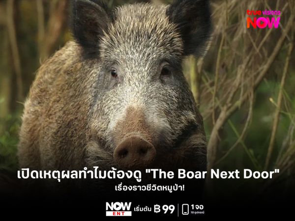 เปิดเหตุผลทำไมต้องไม่พลาดสารคดี "The Boar Next Door" 