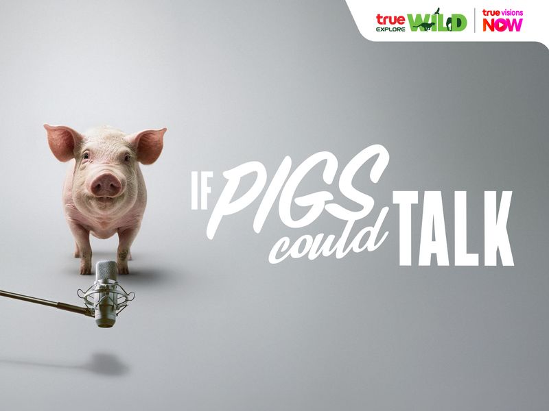 If Pigs Could Talk: ถ้าหมูพูดได้ … มันอยากบอกอะไรเราบ้างนะ