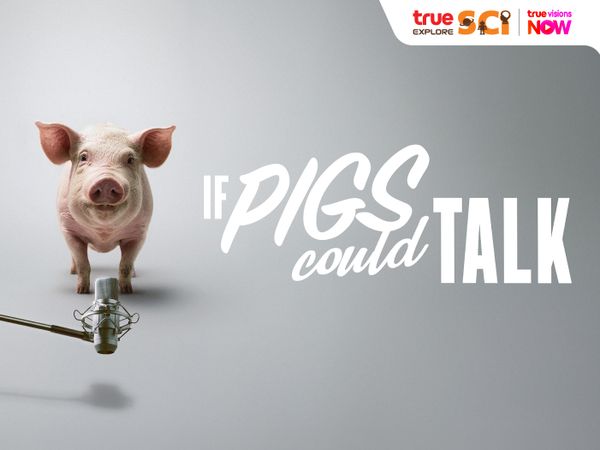 If Pigs Could Talk: ถ้าหมูพูดได้ … มันอยากบอกอะไรเราบ้างนะ