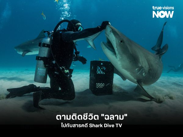 ตามติดชีวิต "ฉลาม" ไปกับสารคดี Shark Dive TV