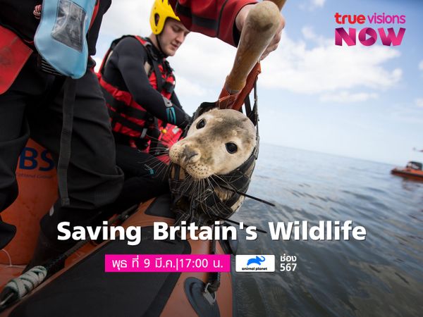 Saving Britain's Wildlife