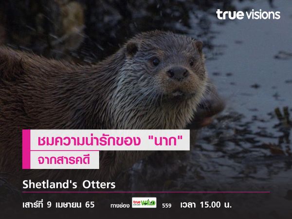à¸Šà¸¡à¸„à¸§à¸²à¸¡à¸™à¹ˆà¸²à¸£à¸±à¸�à¸‚à¸­à¸‡ "à¸™à¸²à¸�à¸™à¹‰à¸­à¸¢" à¸ˆà¸²à¸�à¸ªà¸²à¸£à¸„à¸”à¸µ "Shetland's Otters"