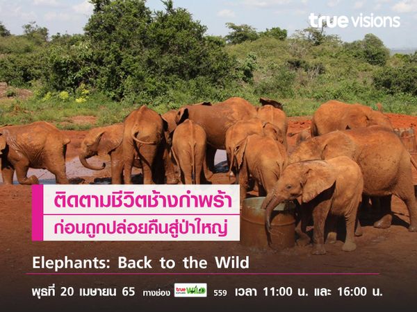 "Elephants: Back to the Wild" ติดตามชีวิตช้างกำพร้า ก่อนถูกปล่อยคืนสู่ป่าใหญ่
