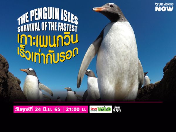 เกาะเพนกวิน เร็วเท่ากับรอด  | The Penguin Isles : Survival Of The Fastest 