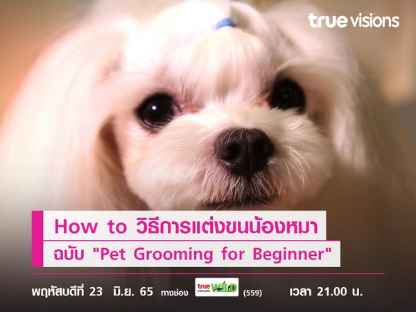 ทาสน้องหมาต้องดู! How to วิธีการแต่งขนน้องฉบับ "Pet Grooming for Beginner"