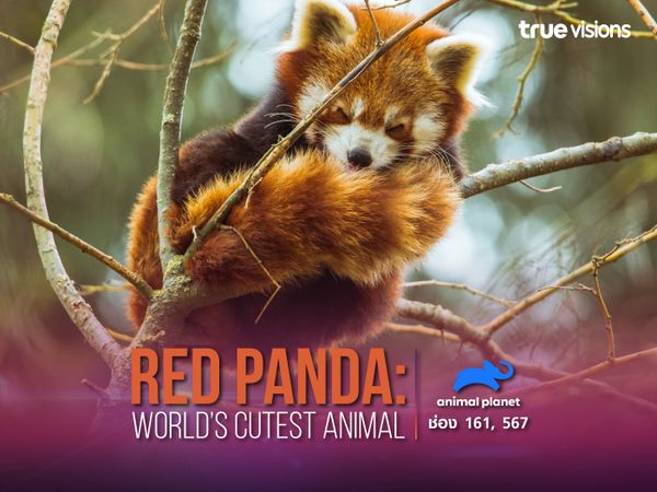 Red Panda: World’s Cutest Animal