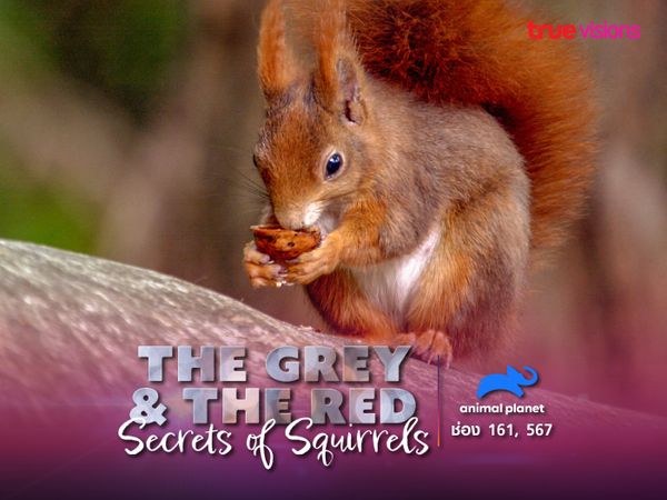 The Grey and the Red – Secrets of Squirrels