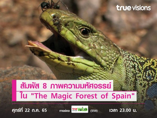 สัมผัส 8 ภาพความมหัศจรรย์ของป่าสเปนใน "The Magic Forest of Spain" 