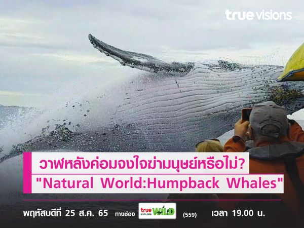วาฬหลังค่อมจงใจฆ่ามนุษย์หรือไม่? ค้นหาคำตอบไปกับ "Natural World: Humpback Whales"