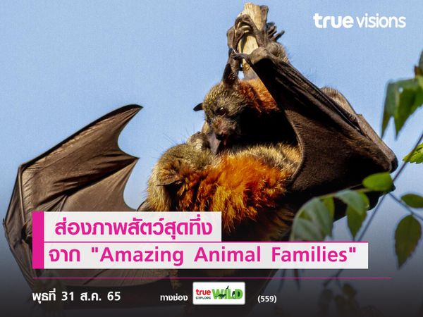 ส่องภาพสัตว์สุดทึ่ง จาก "Amazing Animal Families"