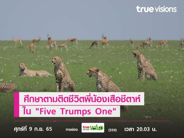 ศึกษาตามติดชีวิตพี่น้องเสือชีตาห์ใน "Five Trumps One"