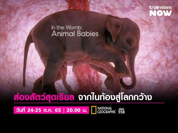 In the Womb: Animal Babies