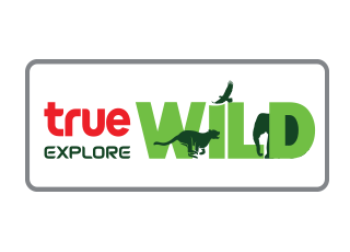 True Explore Wild