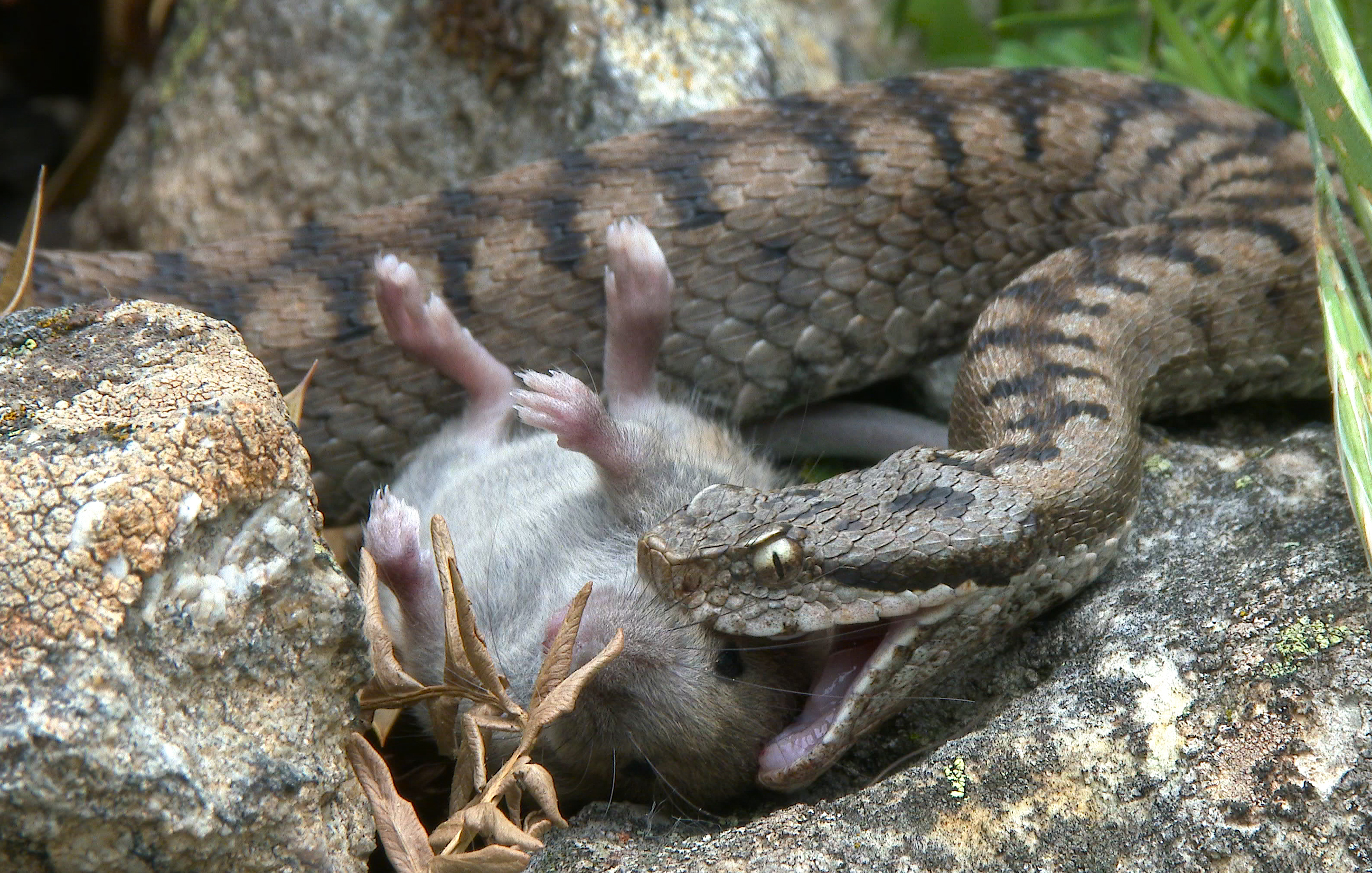 Iberian Vipers Iberian Vipers
