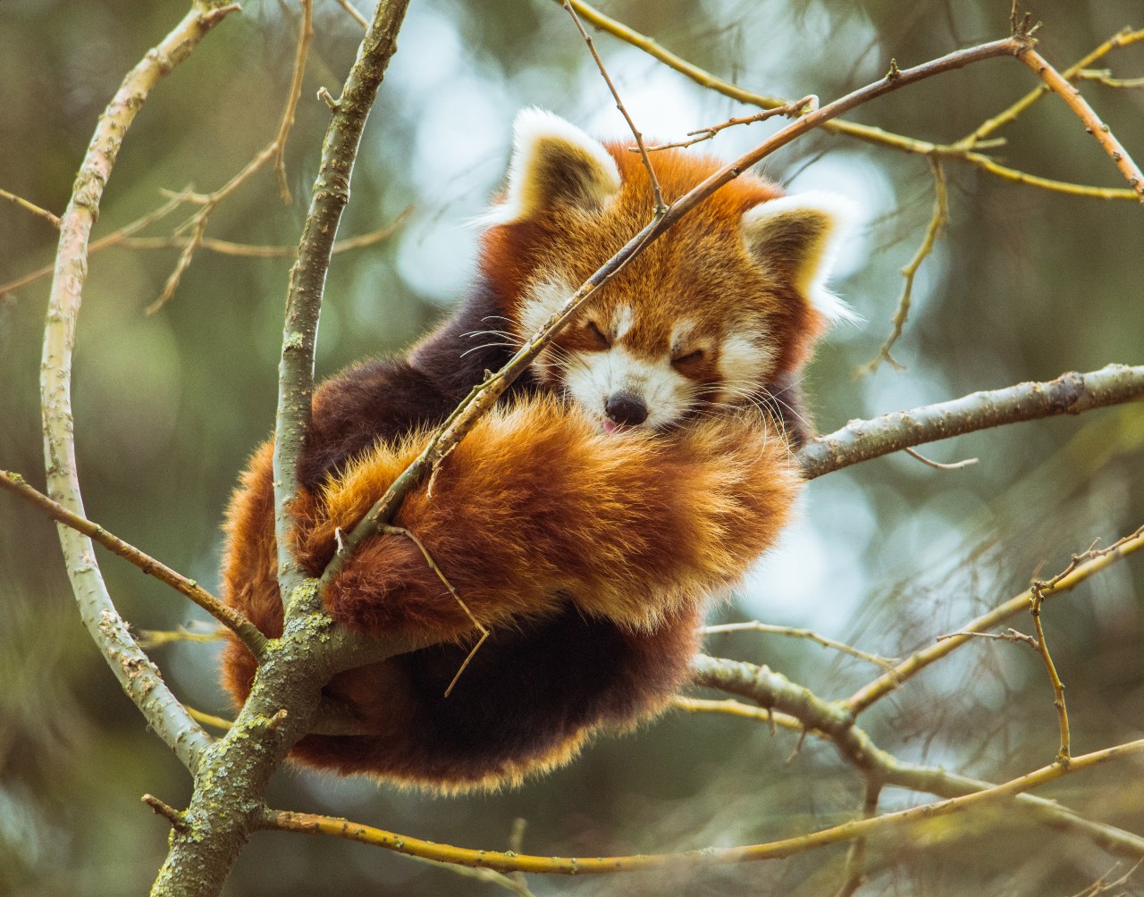 Red Panda: World’s Cutest Animal