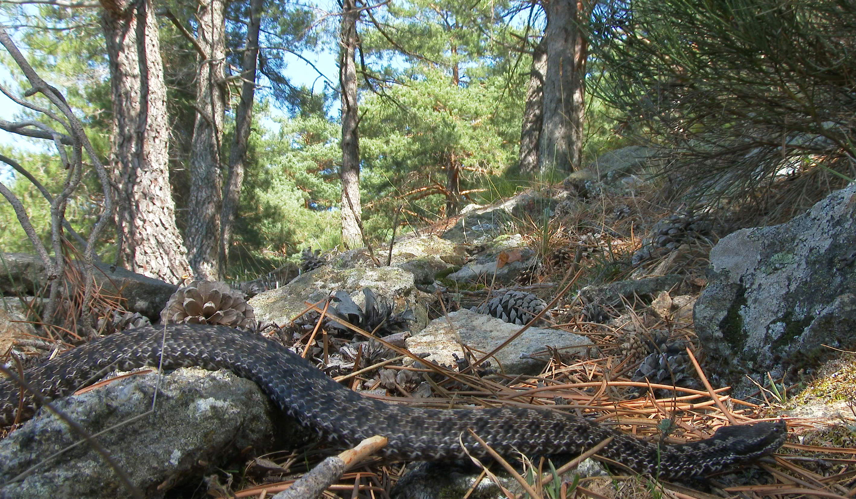 Iberian Vipers Iberian Vipers